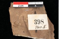 Foto (Detailansicht) von Smilax coriacea Ettingshausen (NHMW-GEO-2024-0188-0398)